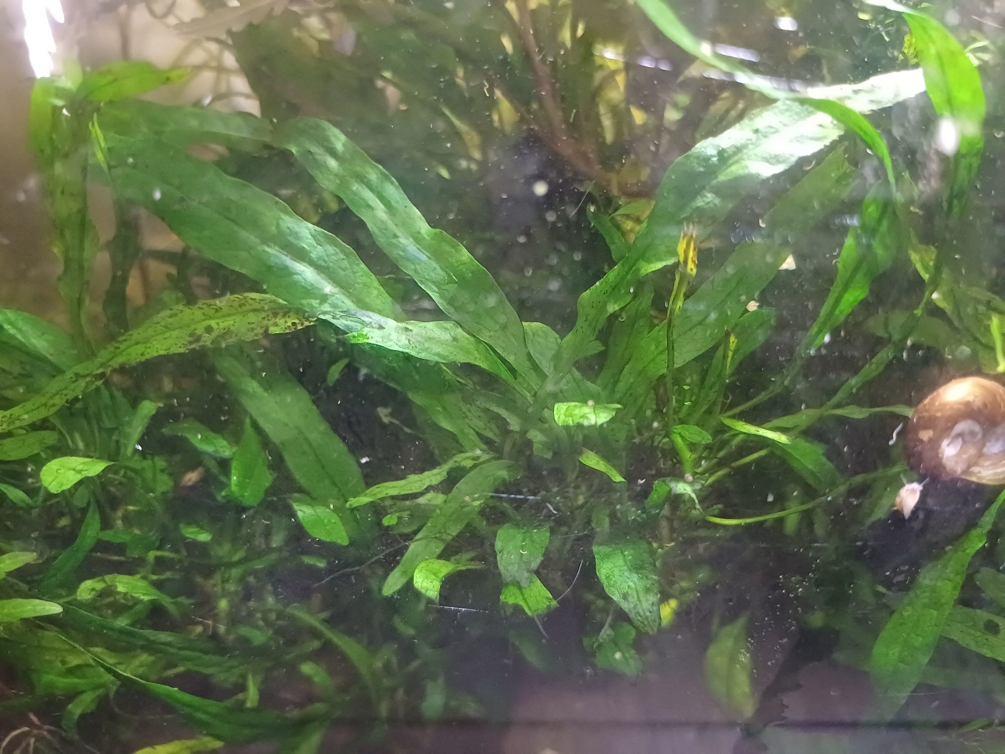 Mikrozorium oskrzydlone