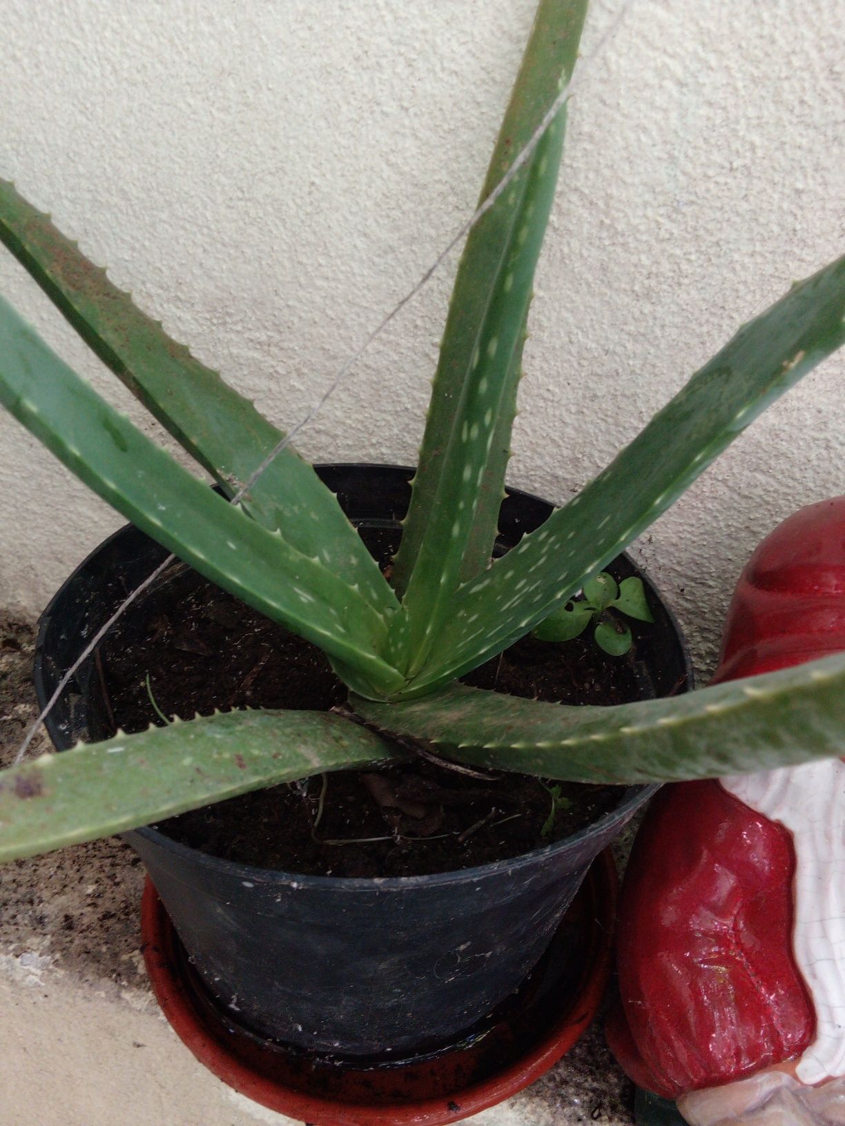 Vendo cato Aloe Vera