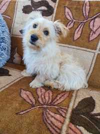 Piesek po mamie west highland white terrier