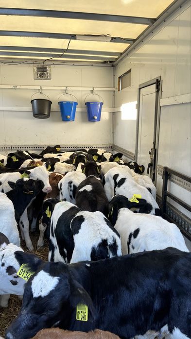 Sprzedam cielaki cielęta