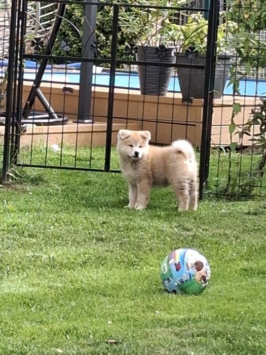 Akita inu chłopiec