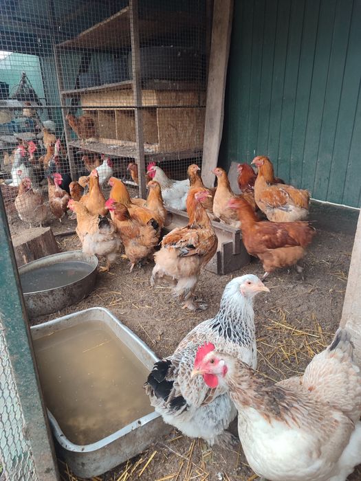 Домашнє м'ясо курей та кролика