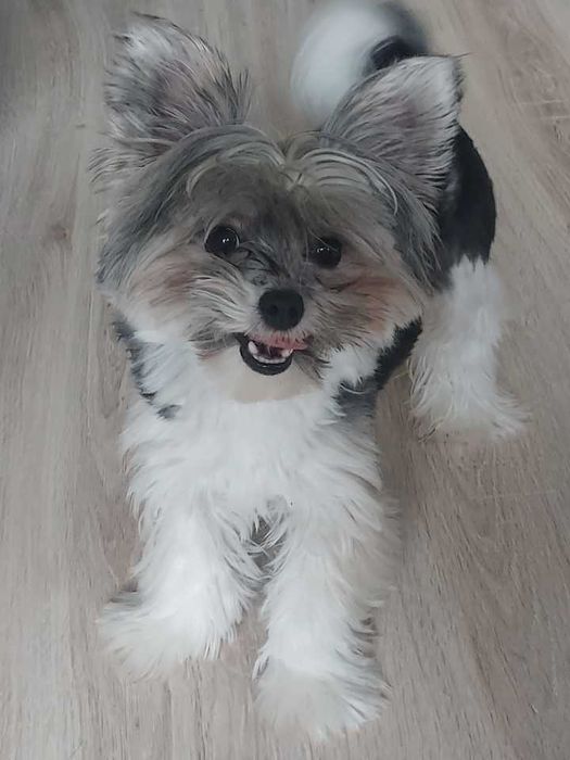 Reproduktor  york biewer