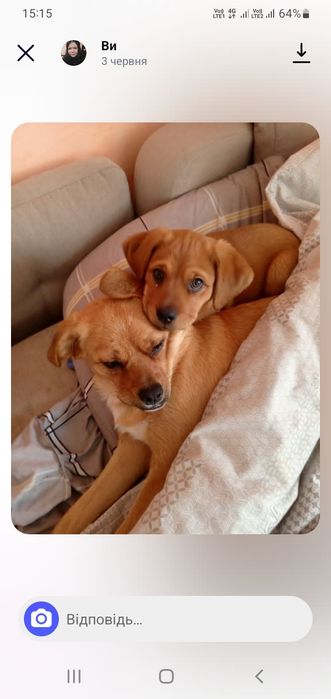 Віддам в добрі руки