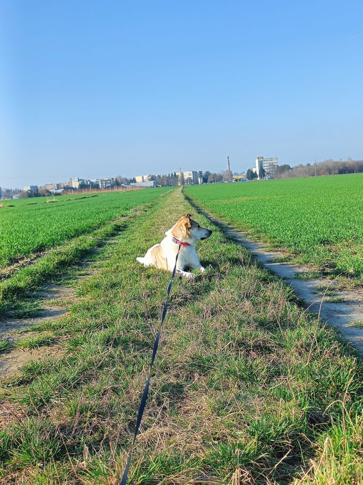 Lusia do adopcji , szuka nowego domu. Bardzo skrzywdzona w przeszlosci