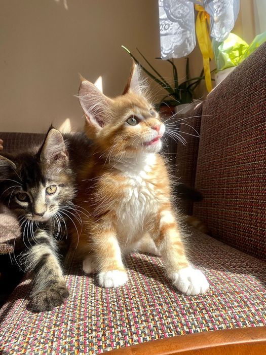 Maine Coon kociaki
