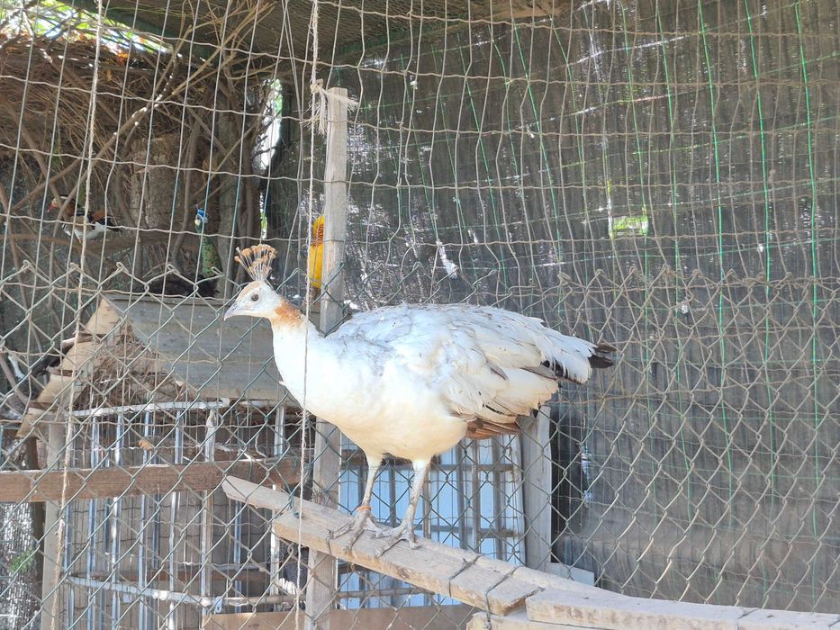 Pavão fêmea com 3 anos