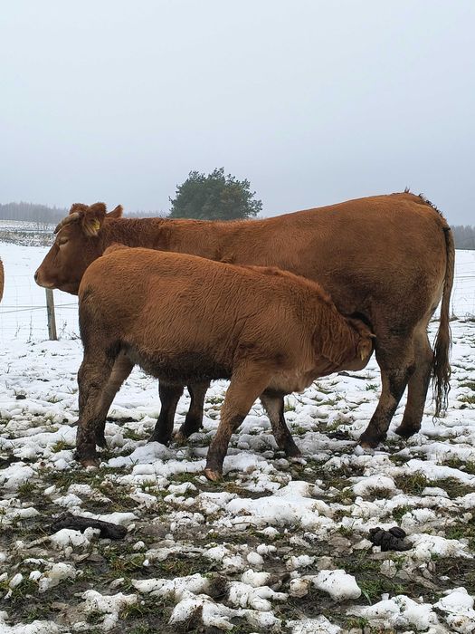 Sprzedam odsadki byczki i jałówki 100% LM