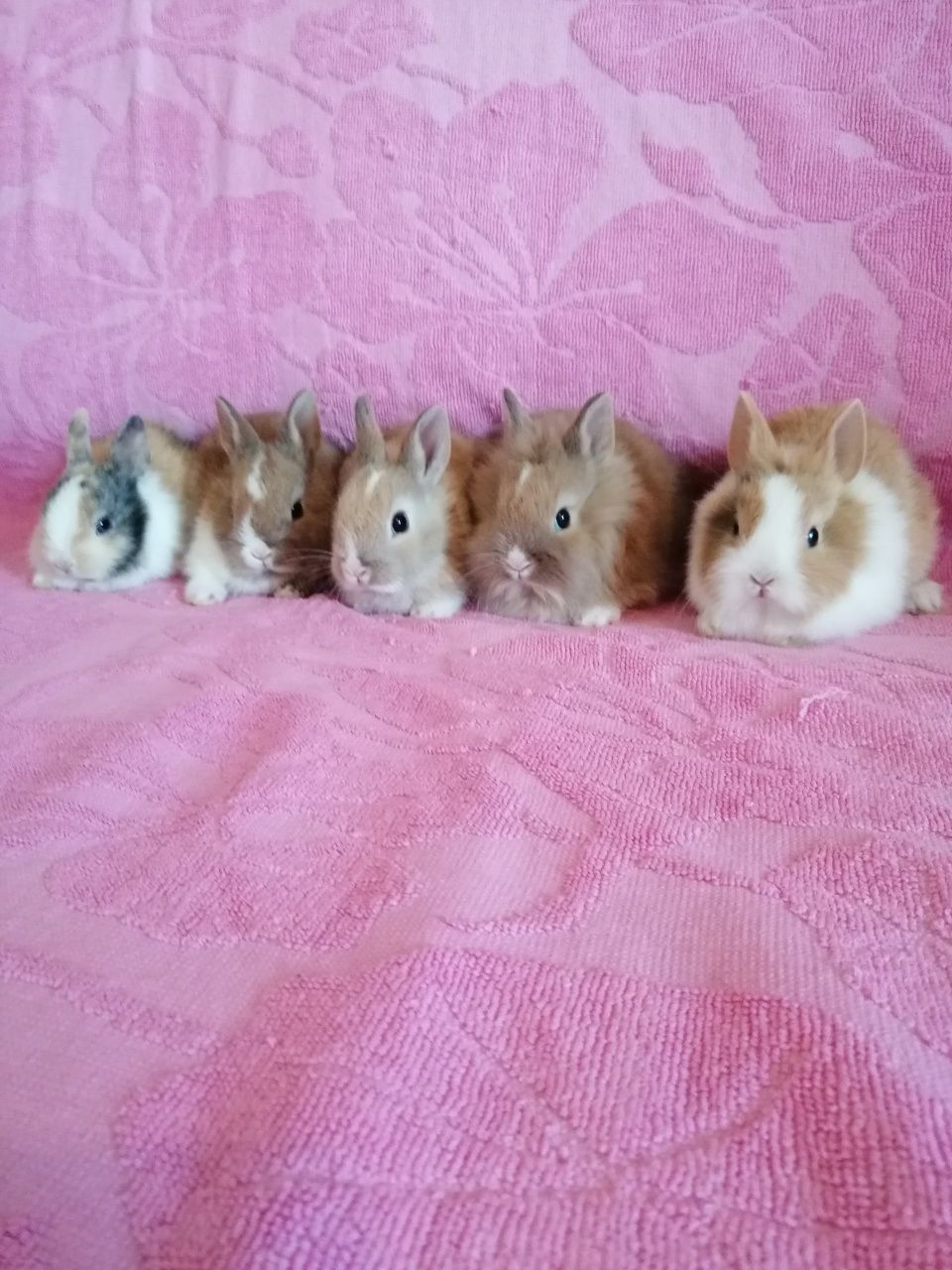 Króliczek karzełek Teddy, Lewek, Mini Lop