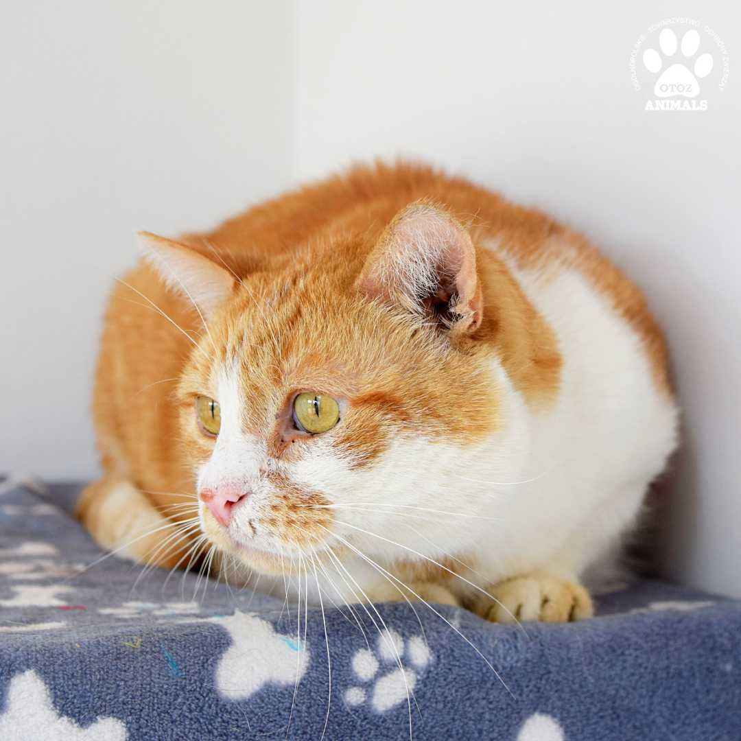 Rudy kocurek do adopcji! Poznajcie Keksa!