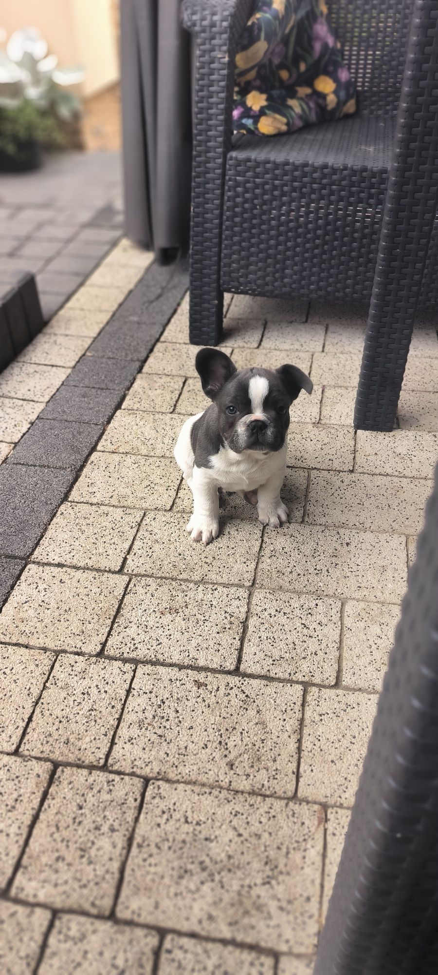 Buldog Francuski