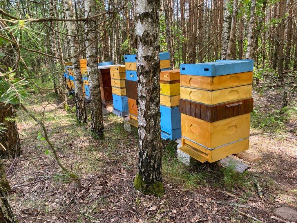 Pszczoły, odkłady, rodziny pszczele, przeleczone pszczoły