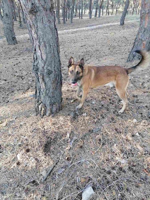 Срочно Малинуа в хорошие руки