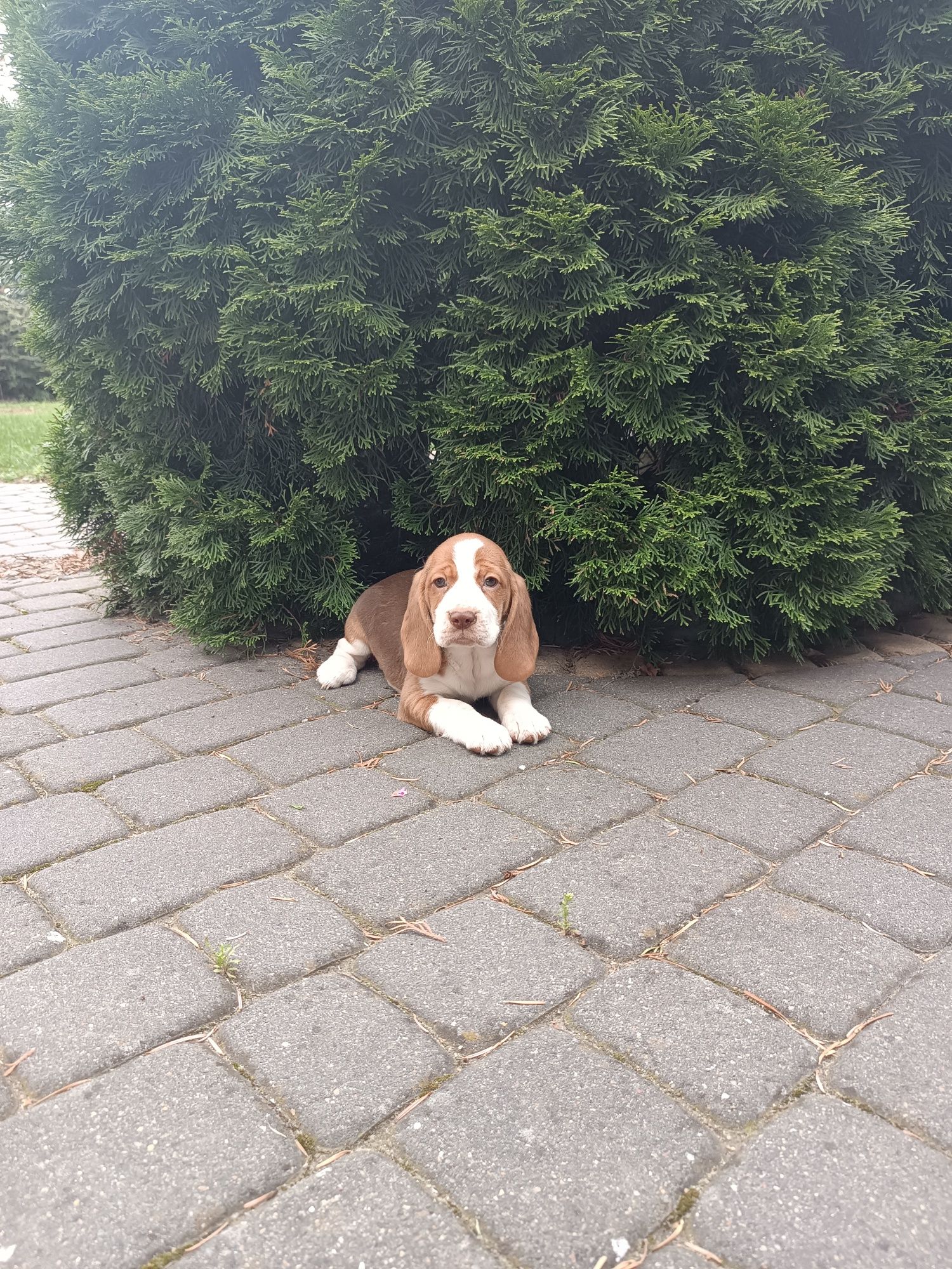 Szczeniak Beagl ( dziewczynka)