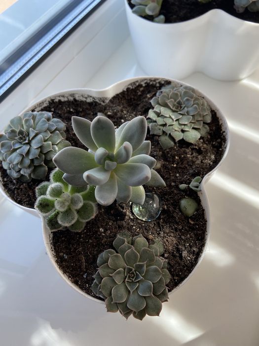 Продам сукуленти