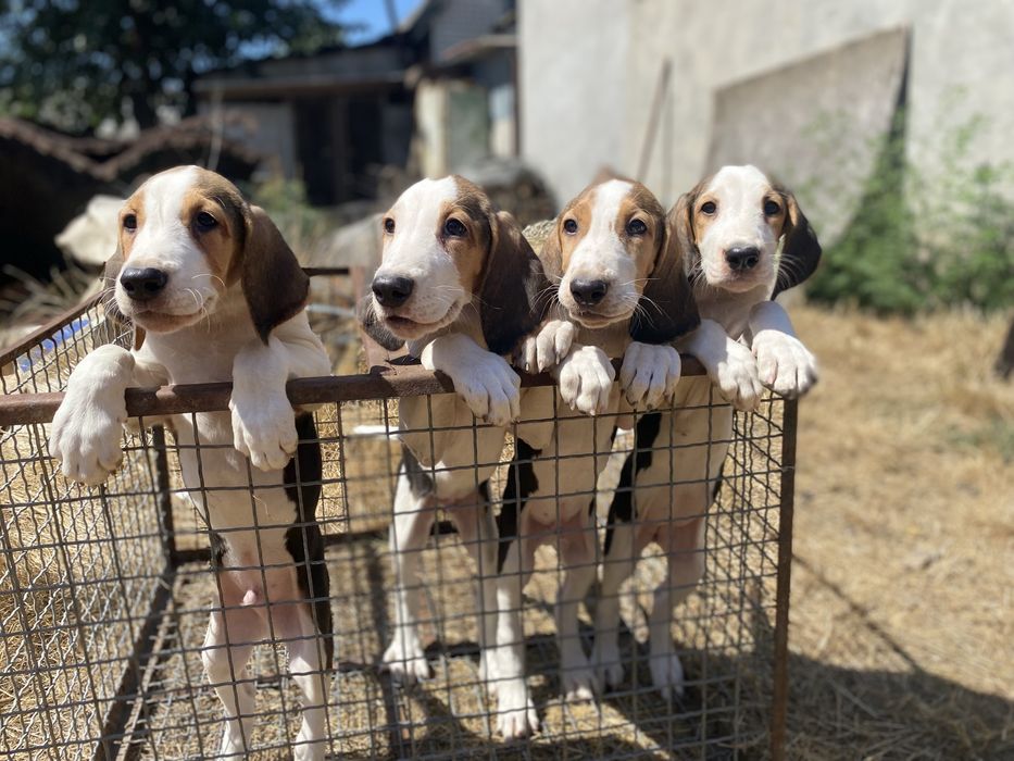 Цуценята Російської рябої гончої