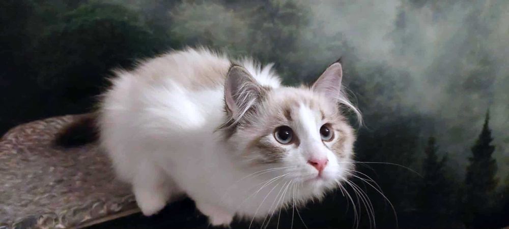 Kotka/kocięta Neva Masquerade CONCHA Pure Posh*PL