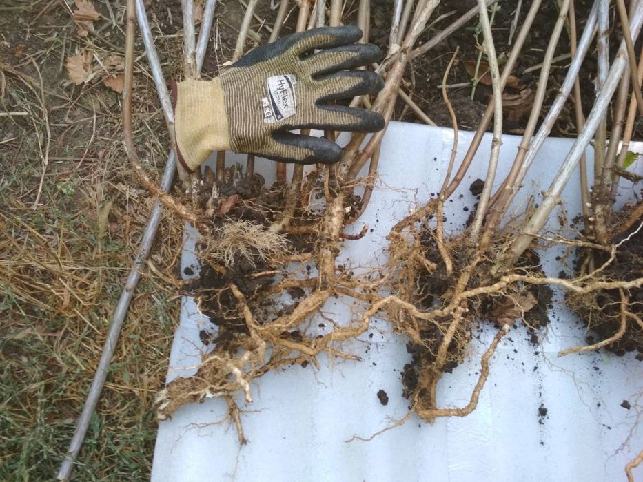 Продам саженцы гортензии