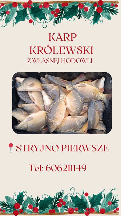 Żywy Karp Królewski
