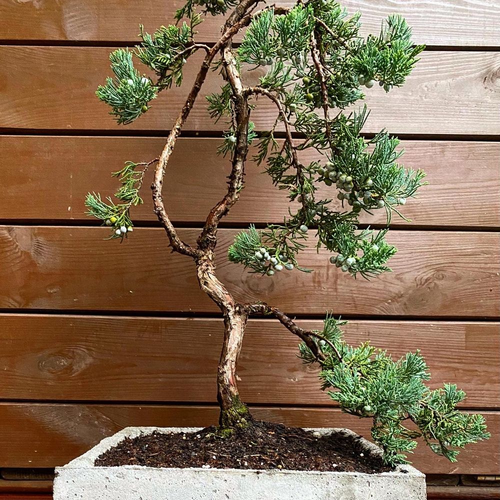 Bonsai Jałowiec donica betonowa drzewko ozdobne