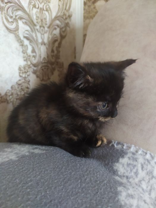 Котенок в хорошую семью