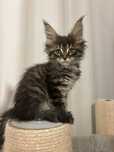 Kotka Maine Coon rodowód FPL+wyprawka