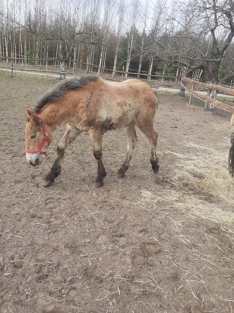 Sprzedam klacz zimnokrwistą 4 lata