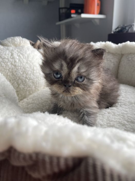 Kot perski pers perskiego persa RODOWÓD samiec