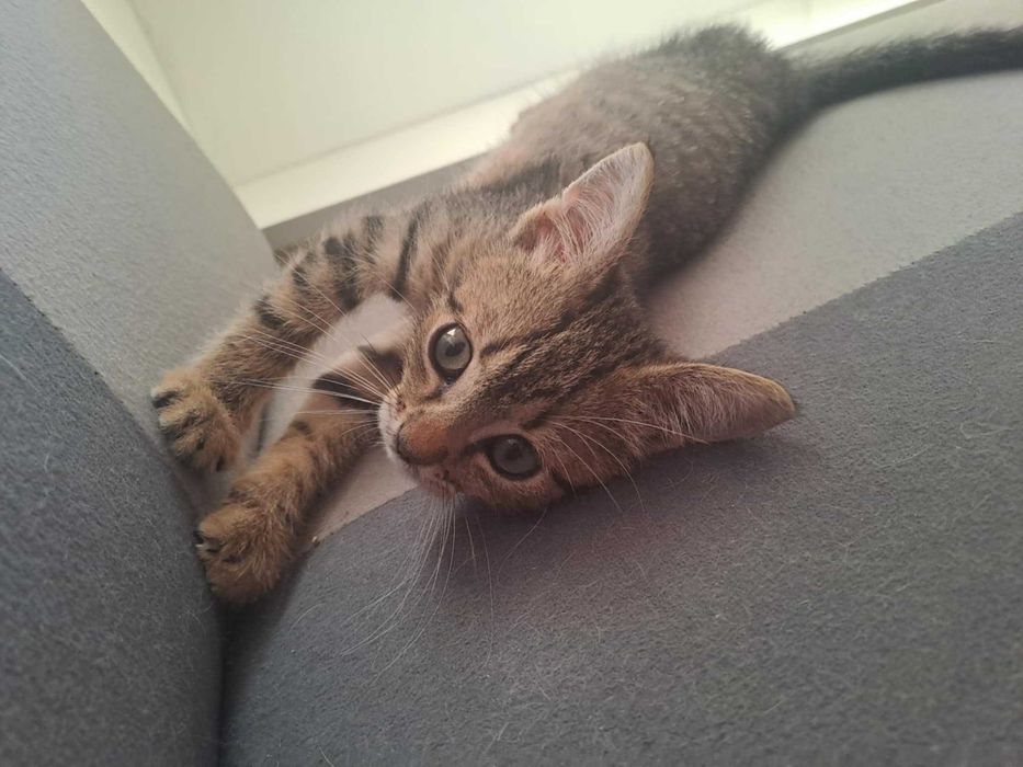 Mały Dali czeka na swój dom