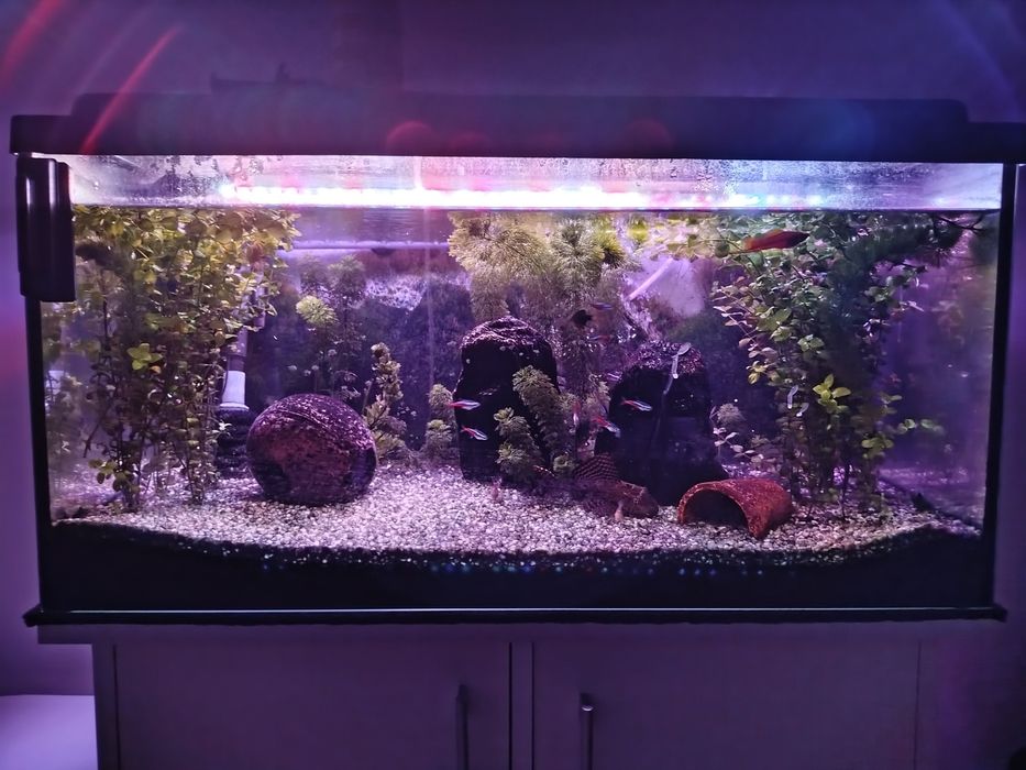 Akwarium 112L w pełni wyposażone