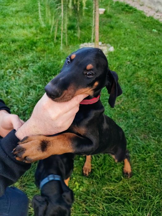 Doberman szczeniaki