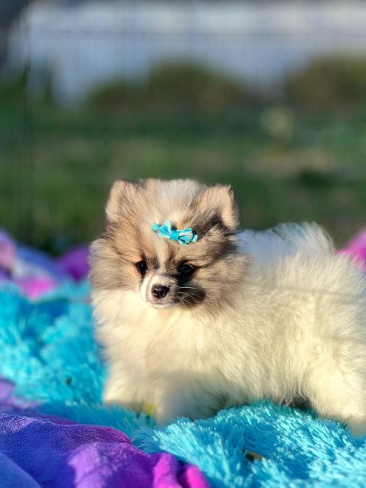 Lulu da Pomerânia micro miniatura com Lop e Afixo