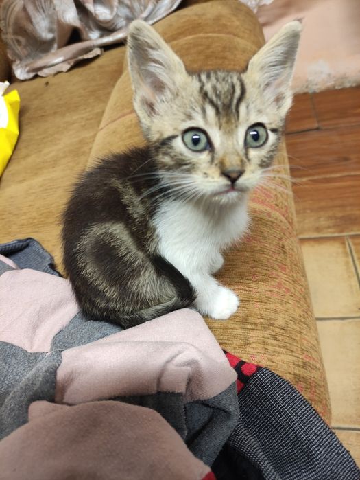 Котенята чекають люблячих господарів!