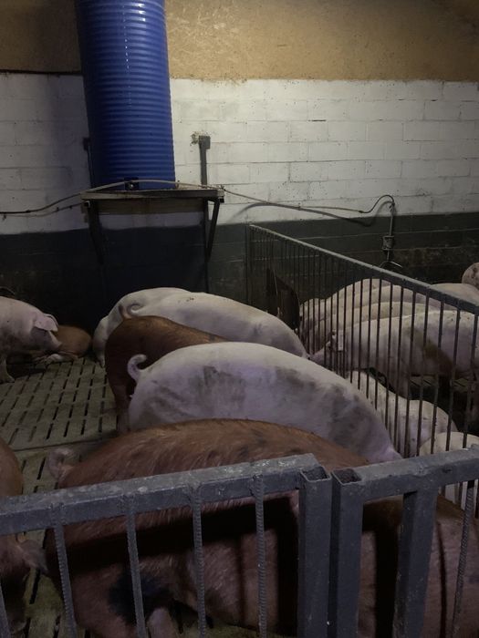 Домашние Свиньи Живой вес