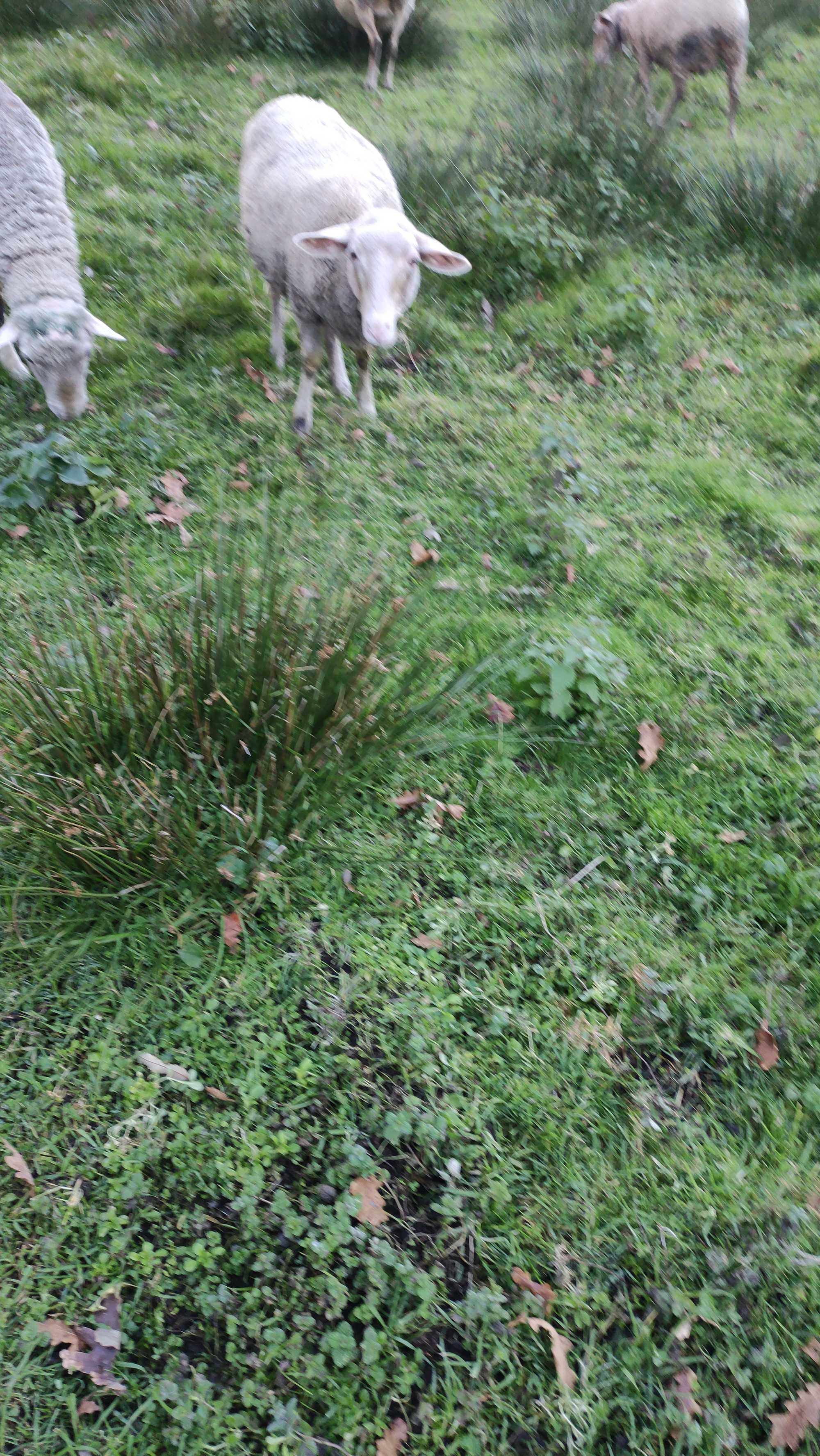 Vendo borrega já tosquiada,e possivelmente prenha