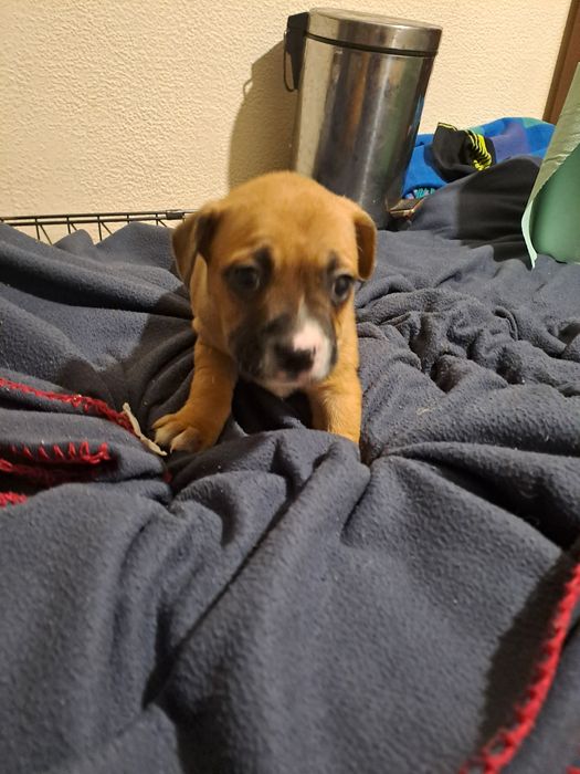 Отдам щенков в хорошие руки