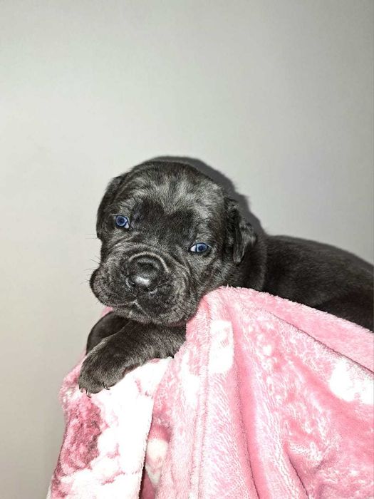 Бронювання цуценят Кане корсо