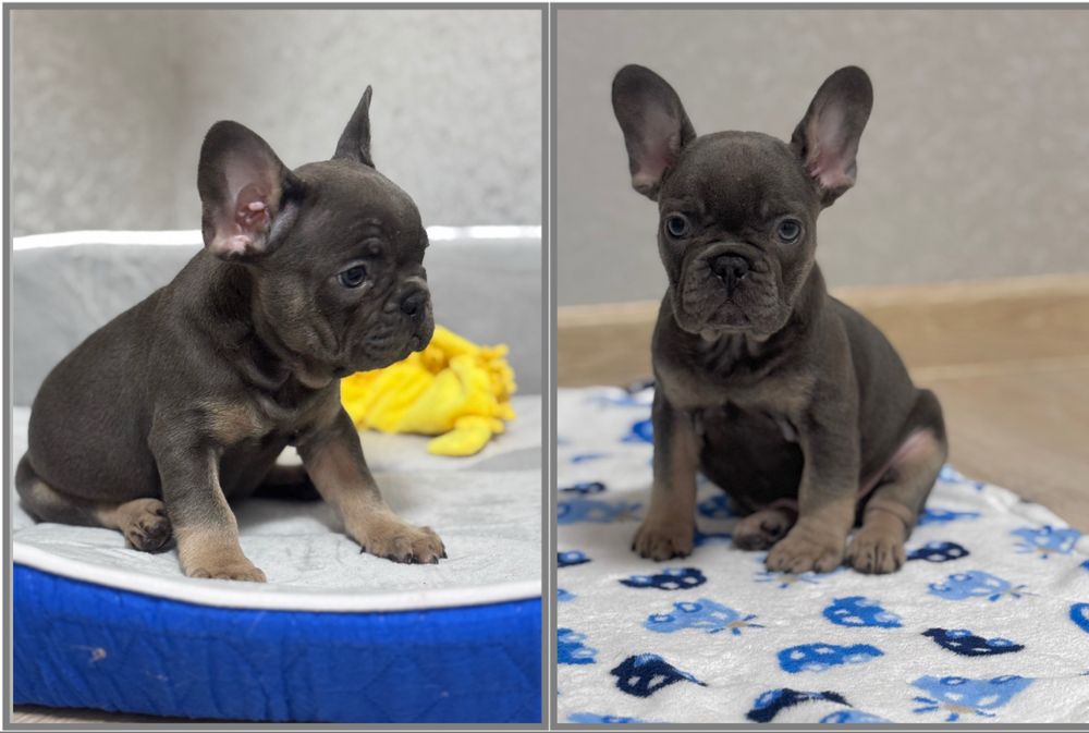Гарнюні блакитні цуценята французький бульдог