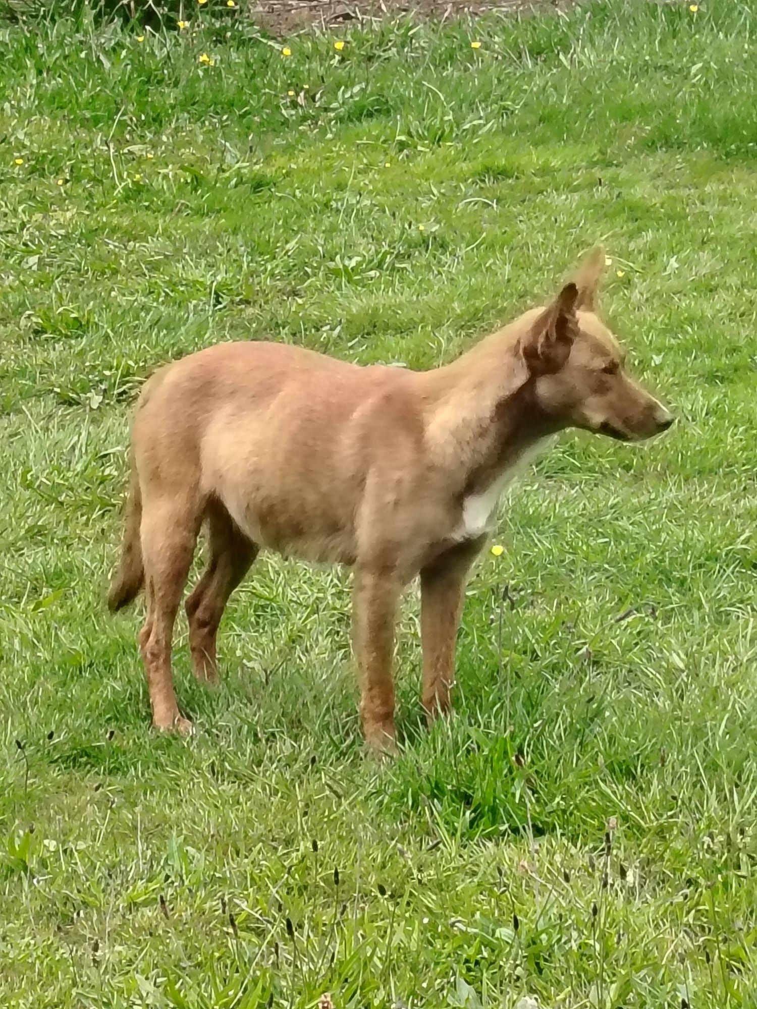 Ninhada resgatada para adoção - cães para adoção