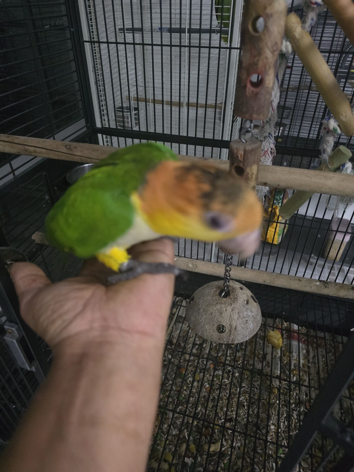 Marianinhas cabeça canela