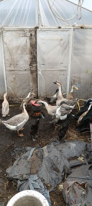 Para gęsi garbonosy