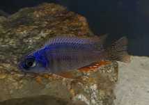 Pyszczaki Protomelas steveni Taiwanee Reef