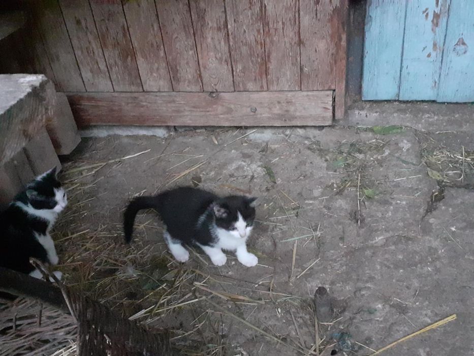 Mam do oddania 3 małe kotki