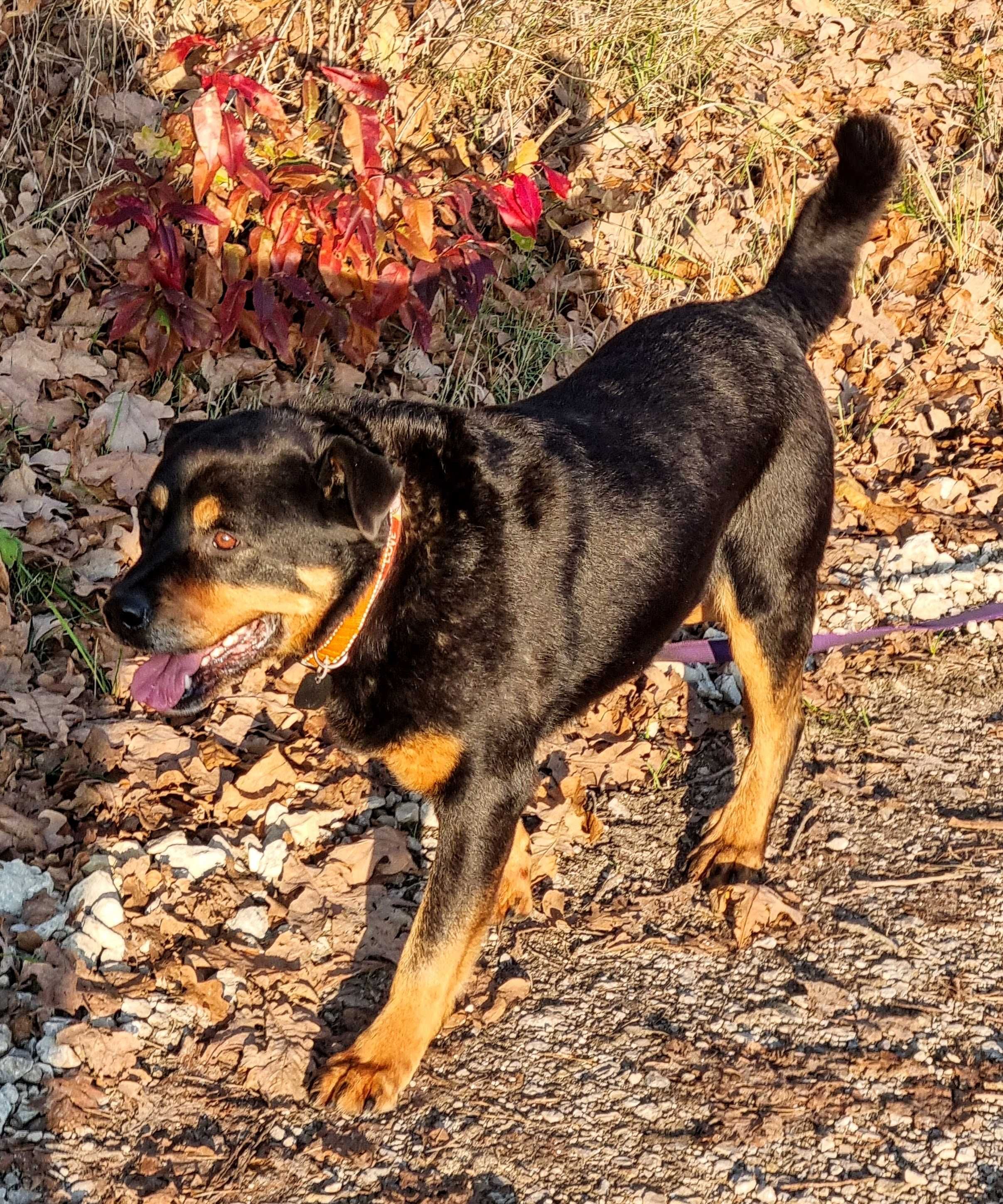 Fiodor - w typie rottweiler, bardzo przyjazny,  grzeczny i łagodny