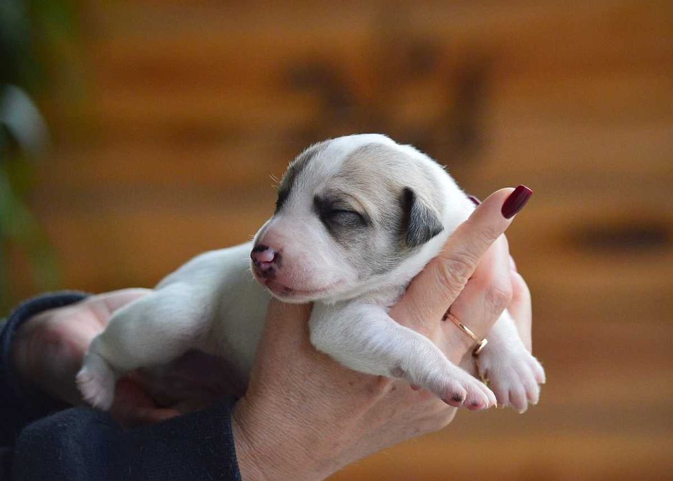 whippet piesek parti-color, rodowód ZKwP