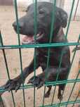 RAY (Macho, 6 Meses, Cruzado de Pastor Alemão) Para Adopção