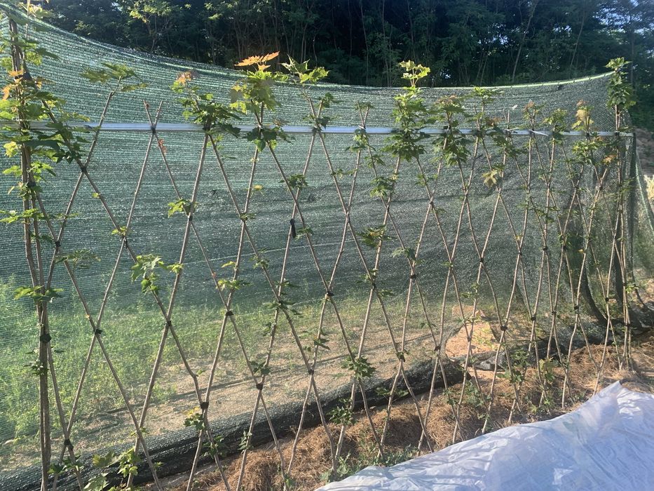 Послуги садівник вирубка чистка лікування посадка живоплоту