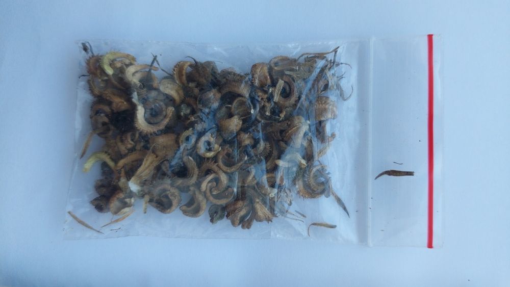 Календула насіння нагідки насіння