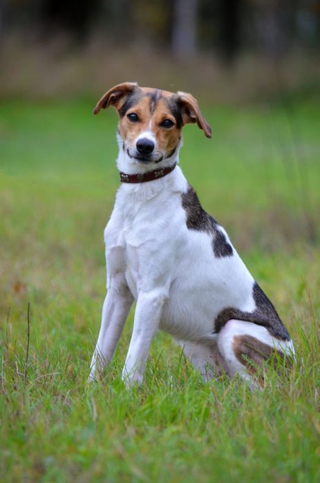 Urocza, młodziutka i wesoła Astra szuka domu!