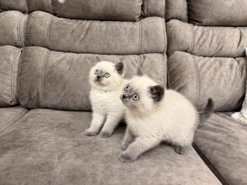 Британські дівчата